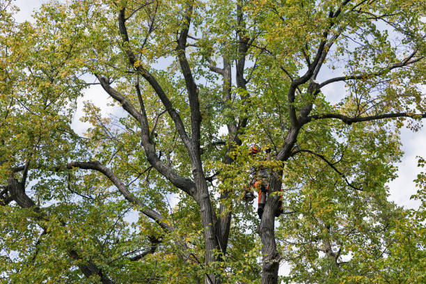 Best Fruit Tree Pruning  in Nsfield Center, MA